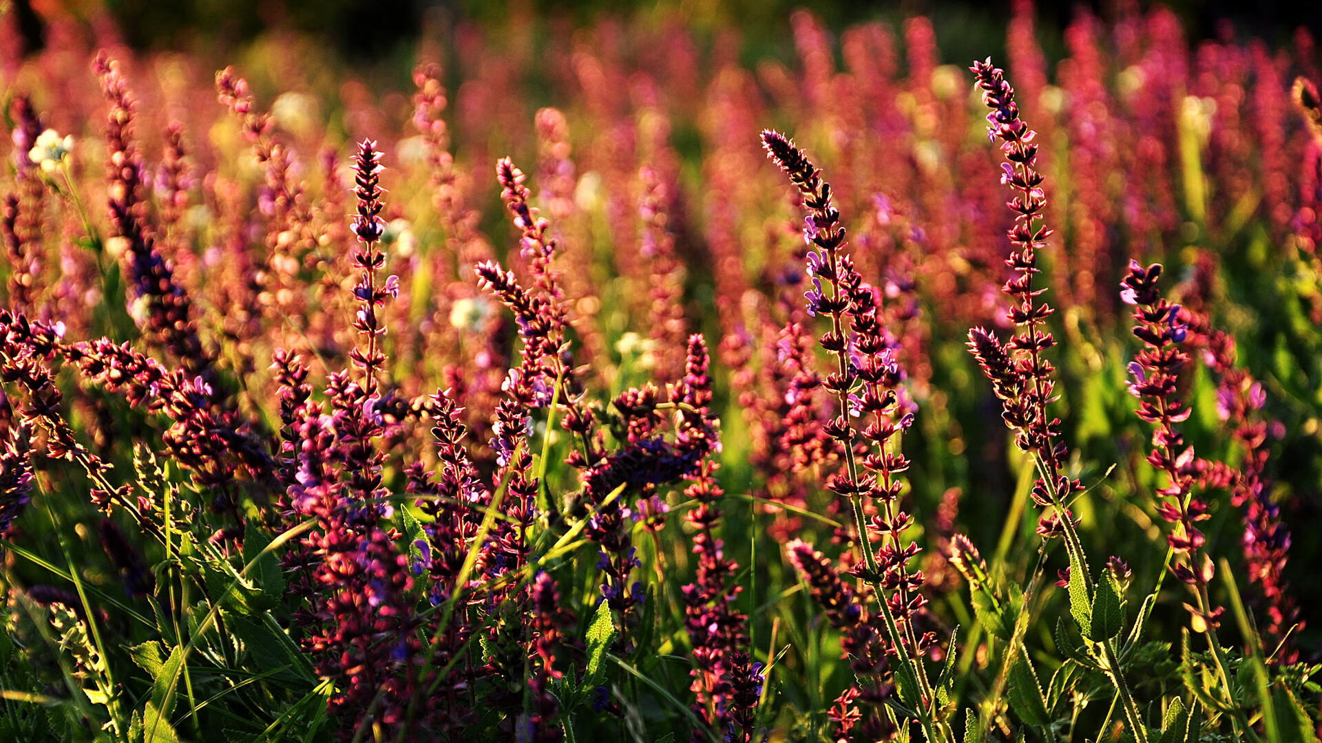 蒙古女篮在国际比赛中精彩表现，逐步迈向世界舞台，奥运会蒙古女篮3v3