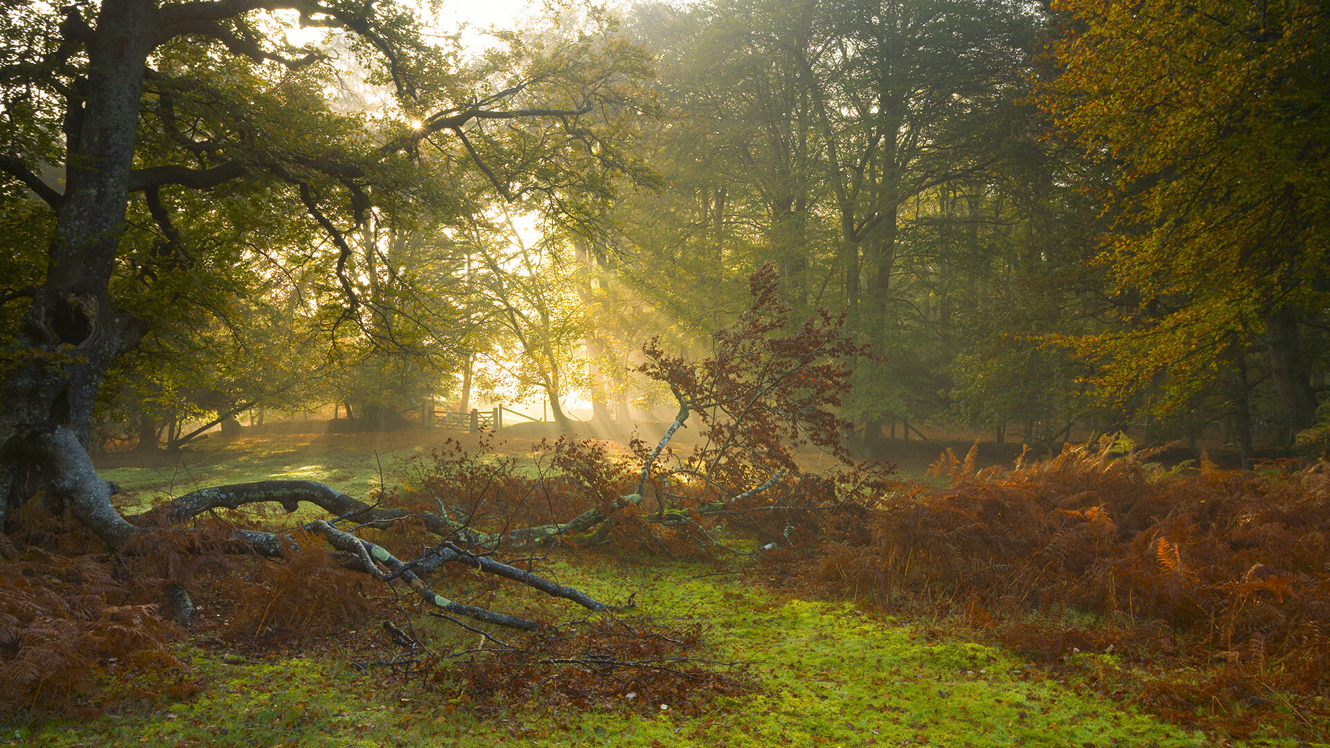 跳水决赛波兰选手状态佳,波兰最美跳高女运动员排名